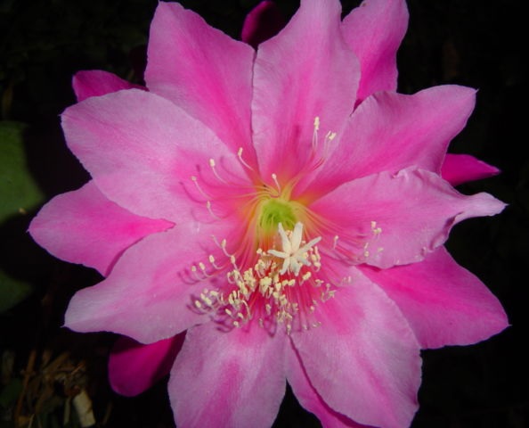 (image for) Epiphyllum 'Easy To Love' 5 Seeds - Click Image to Close